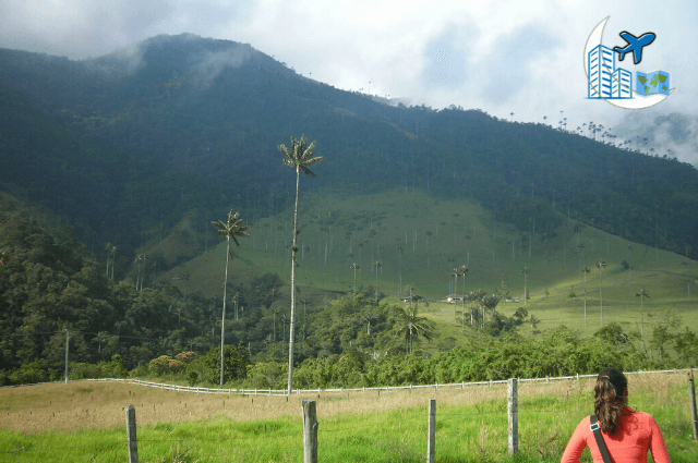 palma de cera arbol nacional en valle del cocora en la montaña