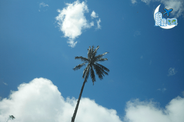 palma de cera arbol nacional en valle del cocora